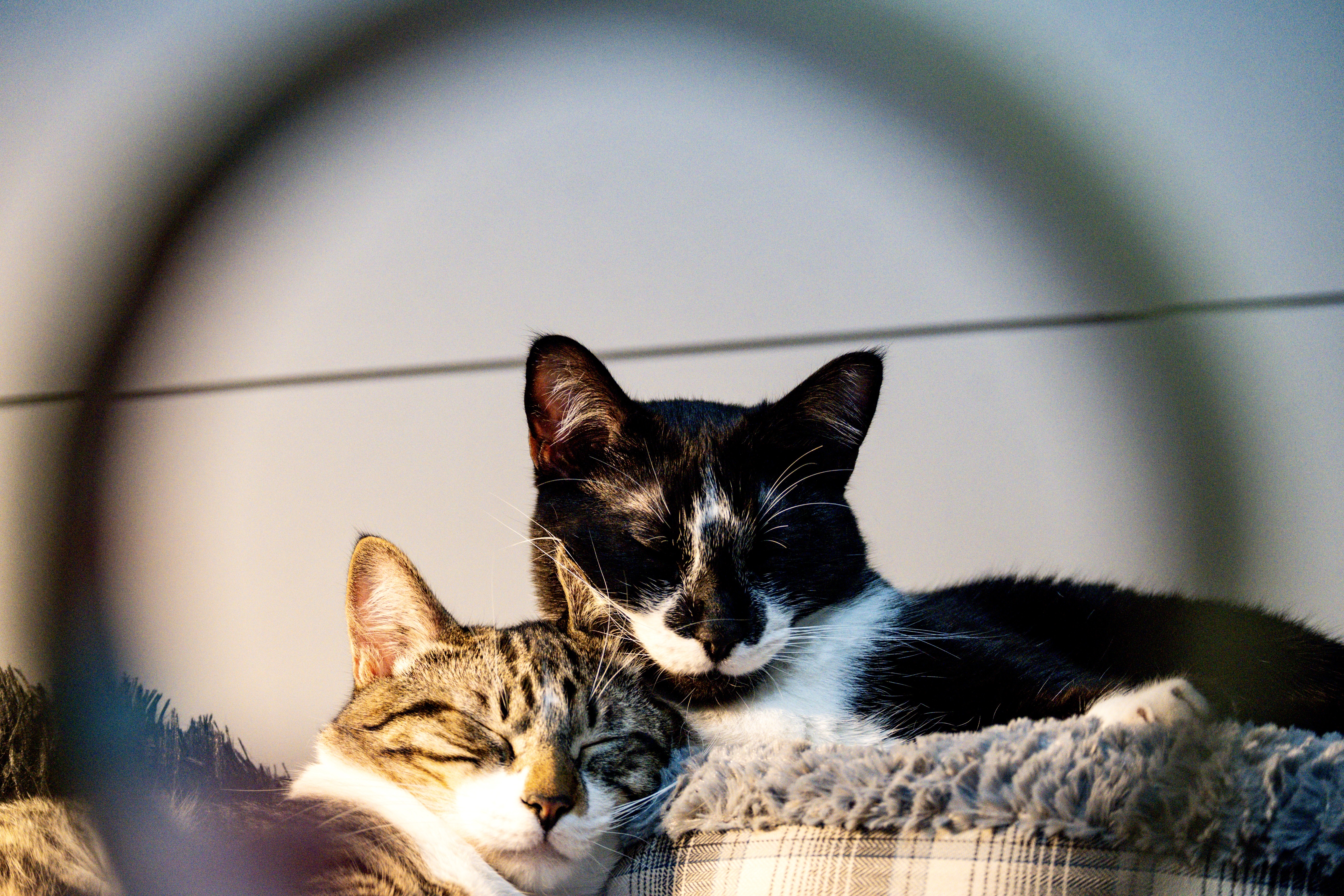 Two cats resting together